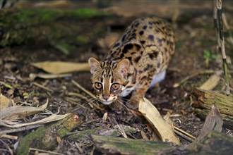 Leopard Cat