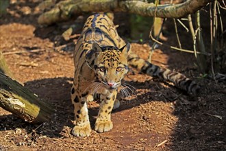 Clouded leopard