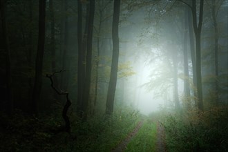 Hiking trail through dark forest