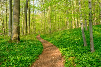 Hiking trail through semi-natural beech forest in spring