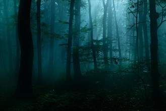 Mysterious dark forest at night with fog and moonlight