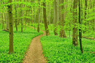 Hiking trail through semi-natural beech forest in spring