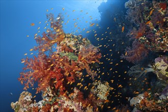 Klunzinger's Soft Corals