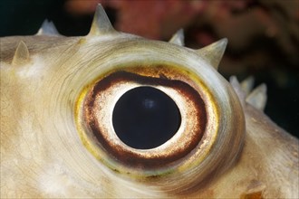 Eye of Spotbase burrfish