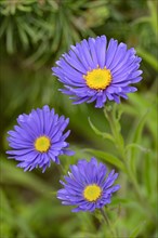 Lilac Alpine asters