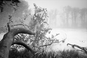 Swamp lake in Jasmund National Park with fog