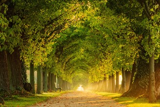 Tunnel-like avenue of linden trees in the morning light