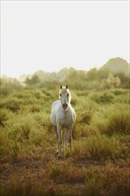 Camargue horse standing on salt meadow