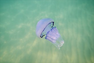 Dustbin-lid jellyfish