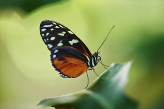 Ismenius tiger or tiger heliconian