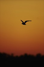 Black-headed gull