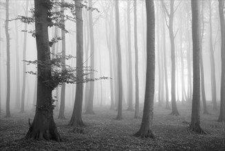Beech forest in dense fog