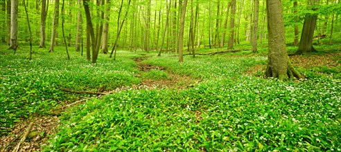 Natural mixed deciduous forest in spring