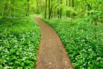 Hiking trail through natural forest in spring