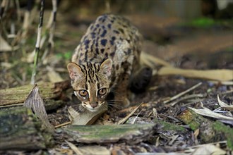 Leopard Cat