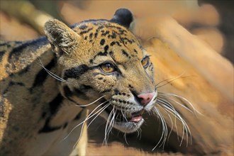 Clouded leopard