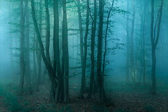 Mysterious dark forest with fog at dawn