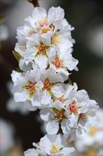 Flowering ornamental cherry