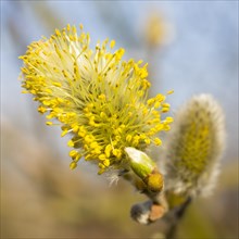 Inflorescence of Goat willow