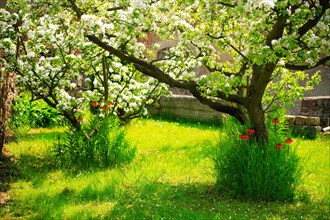 Sunny farmer's garden with blossoming apple trees and imperial crowns on green meadows in spring