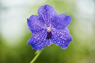 Vanda Robert's Delight orchid