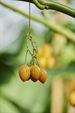 Tree tomato