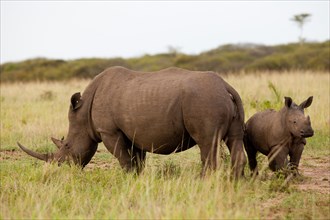 White rhinoceros