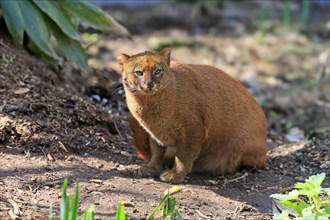 Jaguarundi