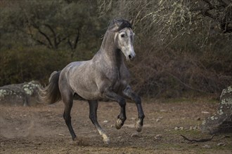 Young P.R.E. stallion