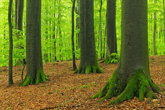 Giant old beech trees in spring