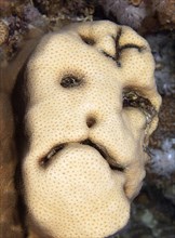 Grimace on stony coral