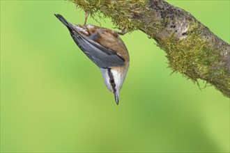 Eurasian nuthatch