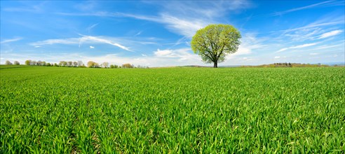 Green field with solitary chestnut tree