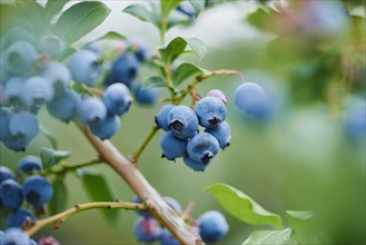 Ripe northern highbush blueberry