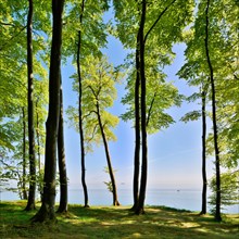 May green beech forest at the Baltic Sea
