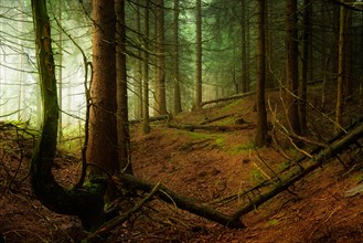Mysterious dense spruce forest with fog