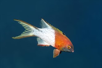 Lyre-tail hogfish