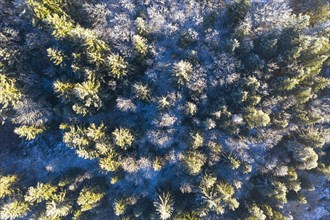 Mixed forest in winter from above with snow