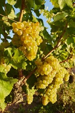 ripe green grapes on a vine