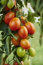 Red and green plum tomatoes at bush