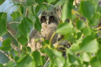 Long-eared owl