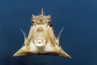 Humpback Turretfish