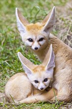 Fennec foxes