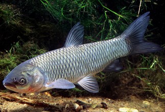 Grass Carp