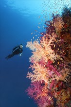 Diver viewing Klunzinger's Soft Corals