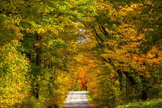 Path through deciduous forest in autumn