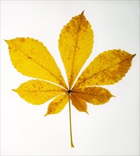Autumnally coloured yellow chestnut trees leaf
