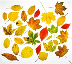 Autumnally coloured leaves
