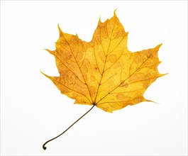 Autumnally coloured yellow leaf from Norway maple