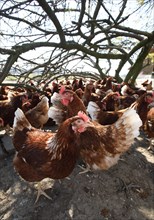 Free-range laying hens